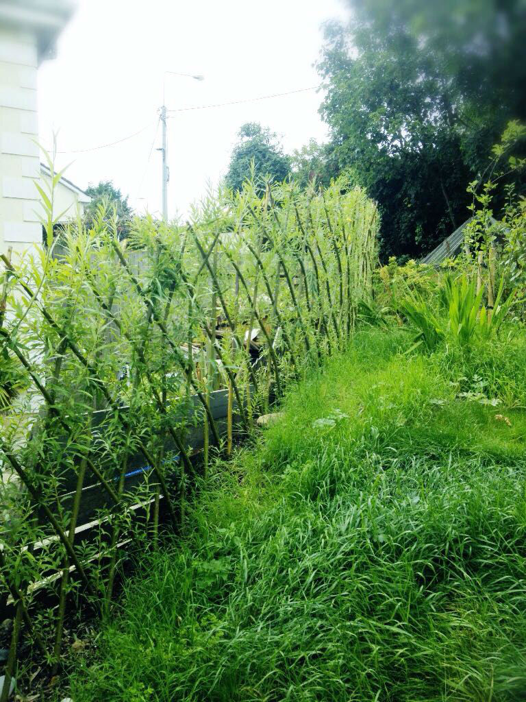 Natural Living Willow Hedge